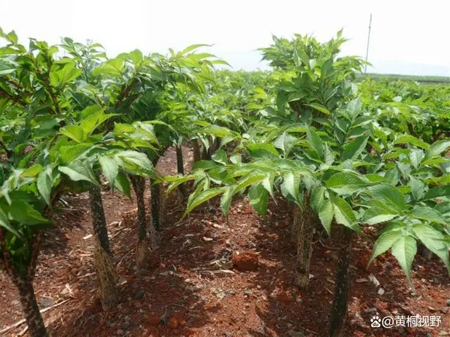 农村致富项目种植业_致富种植农村做什么生意_农村做种植致富