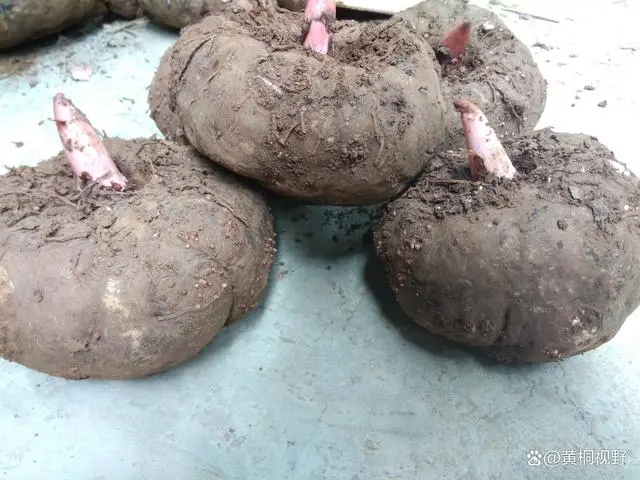 致富种植农村做什么生意_农村致富项目种植业_农村做种植致富