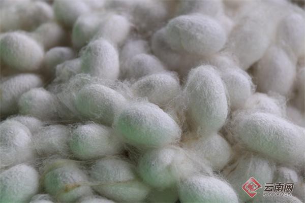 致富养殖蝉蛹图片_蝉蛹养殖致富_致富养殖蝉蛹视频