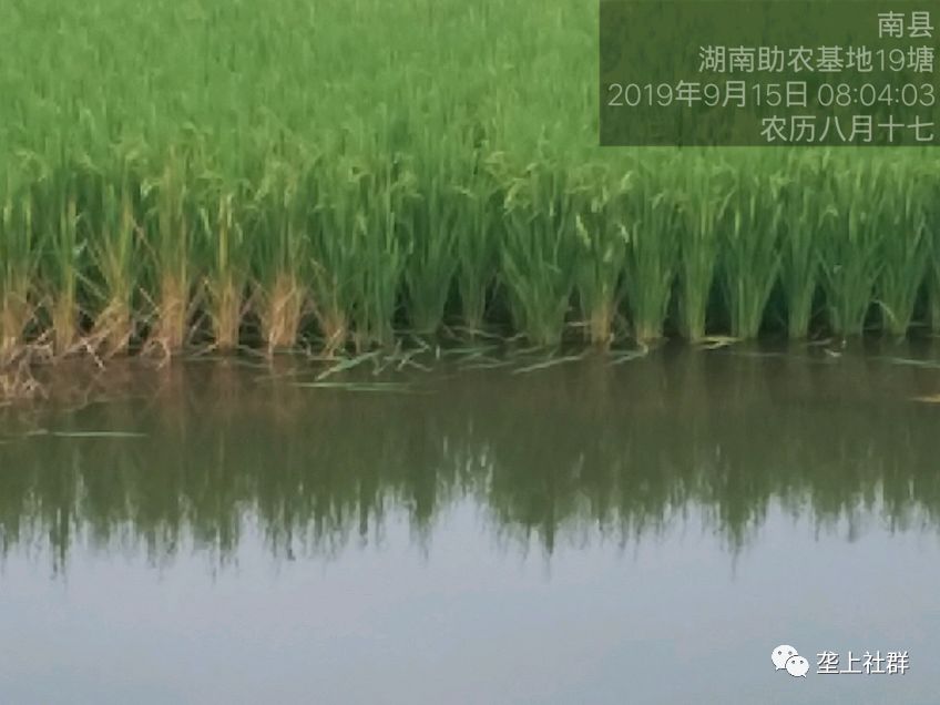 养虾设备养殖室内视频_车虾生态养殖技术_生态养虾方案