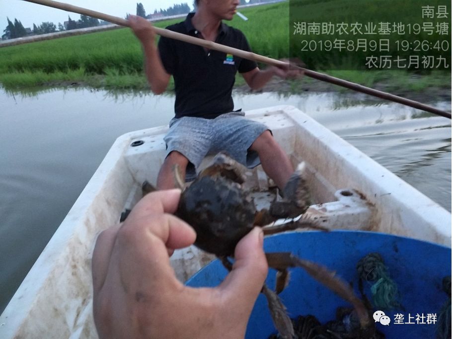生态养虾方案_养虾设备养殖室内视频_车虾生态养殖技术