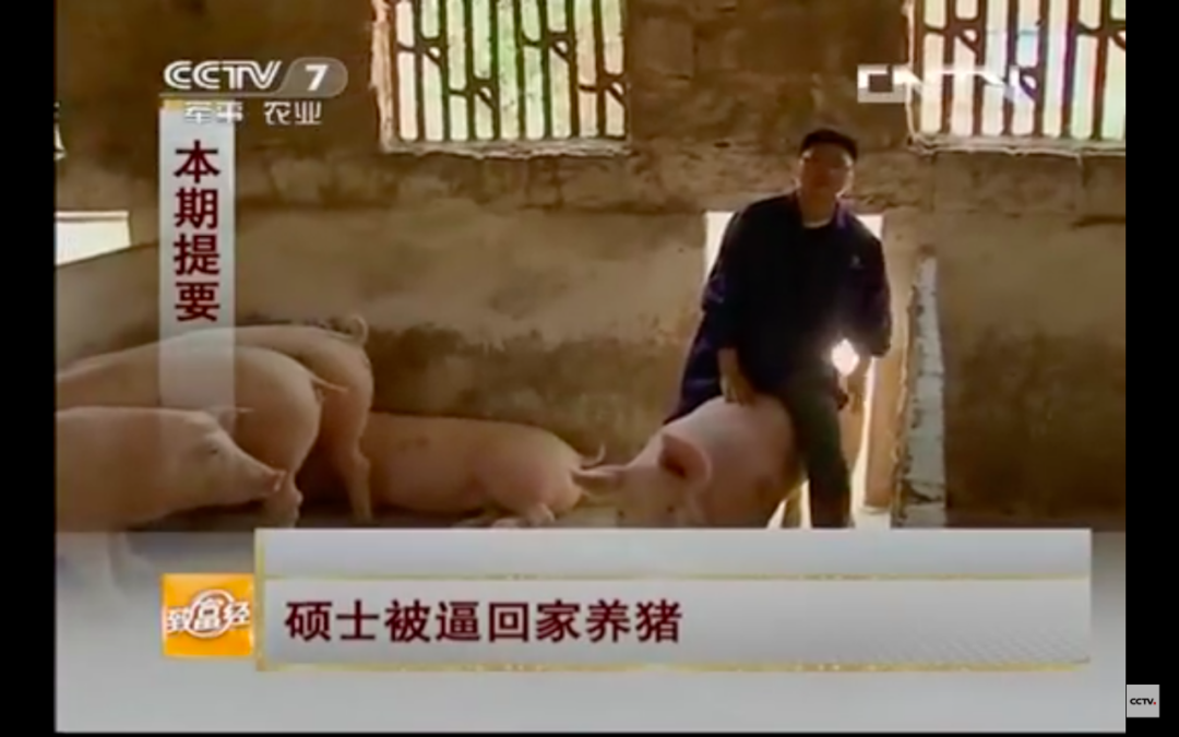 致富经放养猪视频全集_致富经放养猪视频_致富经养猪视频大全视频播放