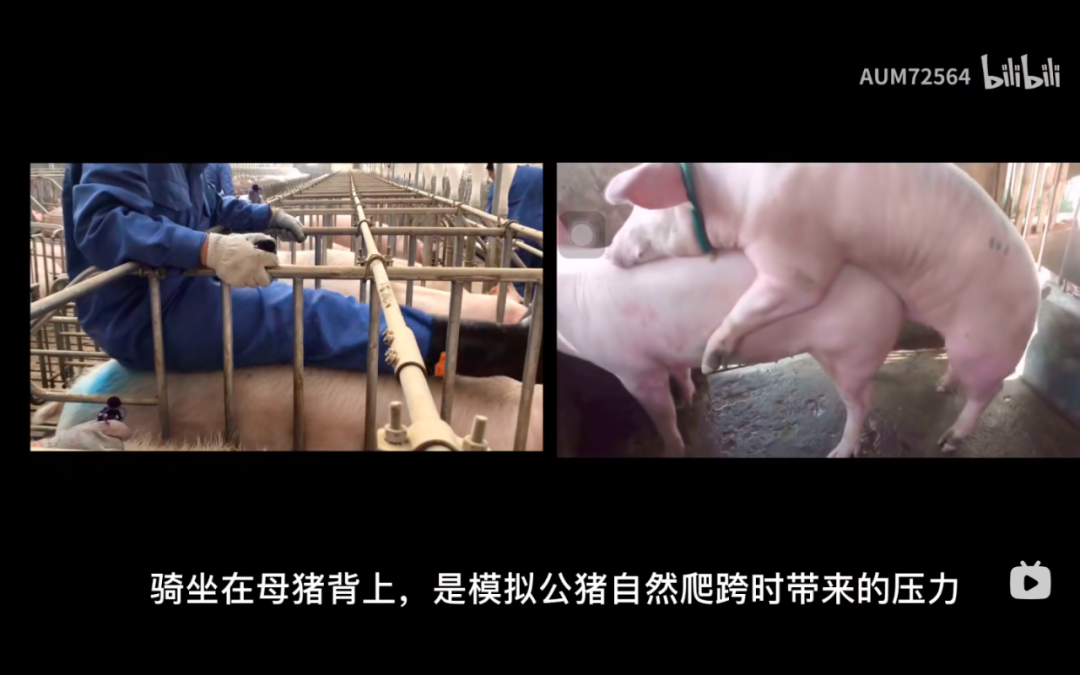 致富经放养猪视频全集_致富经养猪视频大全视频播放_致富经放养猪视频