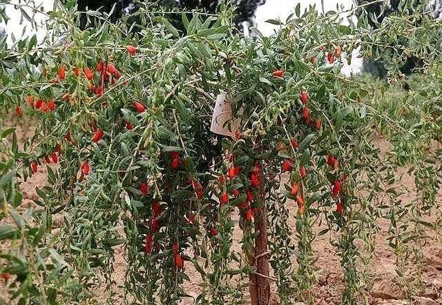 枸杞树的种植技术视频_枸杞苗怎么种植视频_枸杞苗木种植技术视频