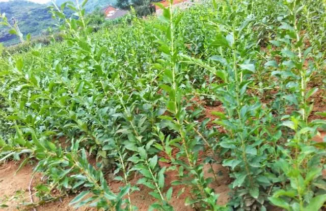 枸杞苗怎么种植视频_枸杞树的种植技术视频_枸杞苗木种植技术视频