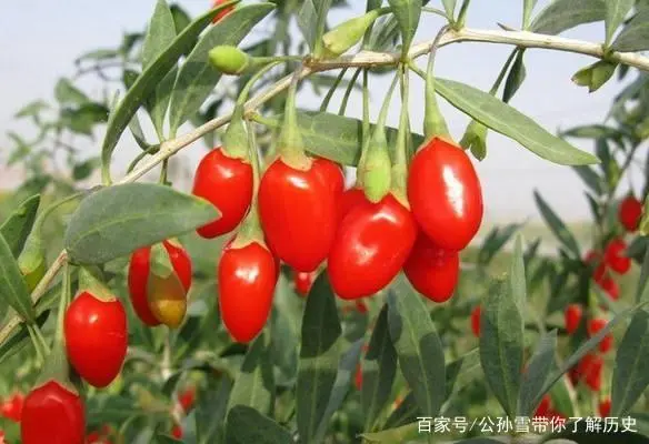 枸杞苗怎么种植视频_枸杞苗木种植技术视频_枸杞树的种植技术视频