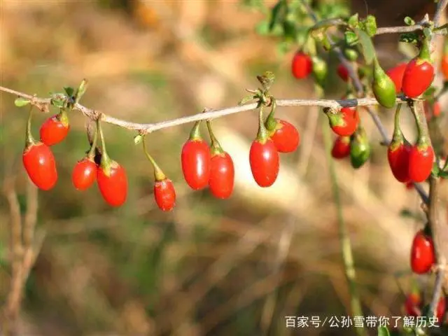 枸杞苗怎么种植视频_枸杞苗木种植技术视频_枸杞树的种植技术视频