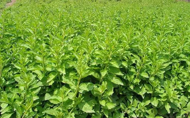 枸杞苗木种植技术视频_枸杞树的种植技术视频_枸杞苗怎么种植视频