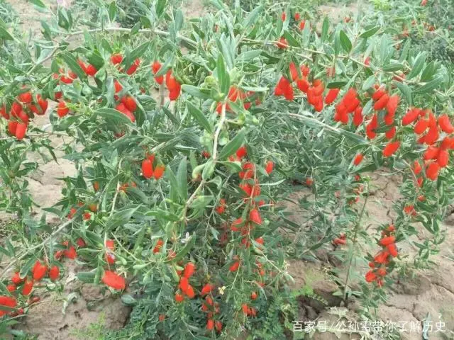 枸杞苗怎么种植视频_枸杞苗木种植技术视频_枸杞树的种植技术视频