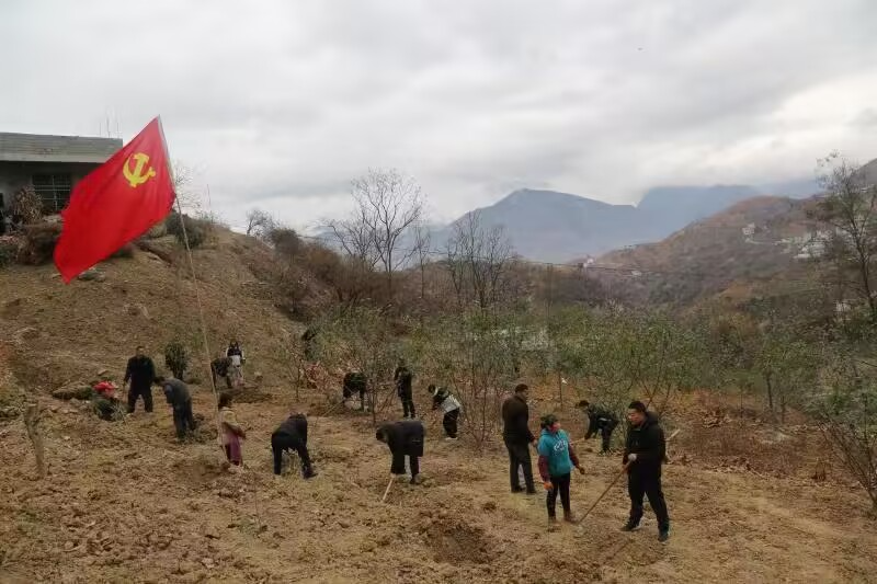 种植枇杷树的方法_枇杷种植技术视频_怎样种枇杷树视频