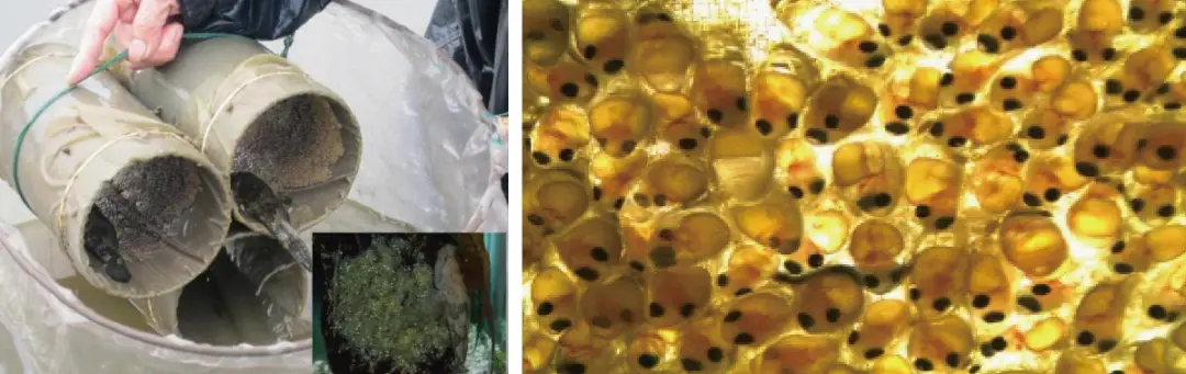 虾养殖设备_养殖虾技术视频_车虾生态养殖技术
