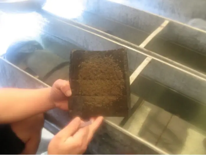 车虾生态养殖技术_养殖虾技术视频_虾养殖设备