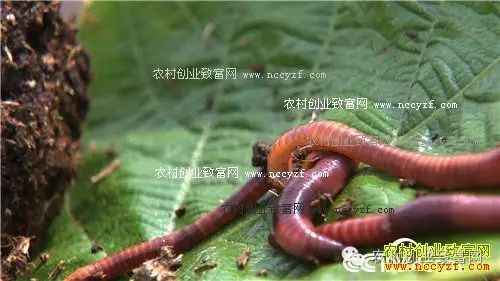 致富经蚯蚓室内立体养殖视频_致富经蚯蚓养殖_致富经法月萍养蚯蚓