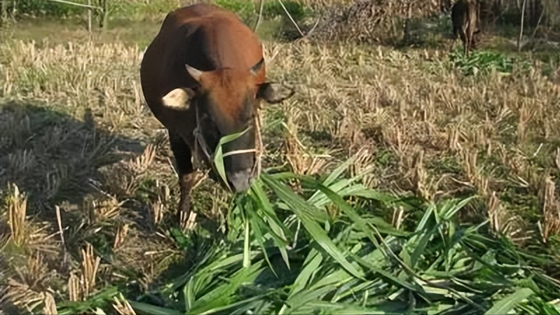 广西省致富经草鱼养殖_广西草鱼养殖基地_广西草鱼价格