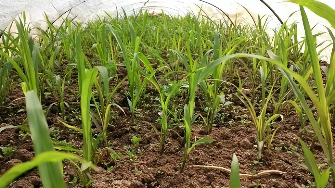 广西草鱼价格_广西省致富经草鱼养殖_广西草鱼养殖基地