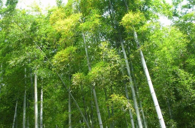 种植金樱子前景怎么样_金樱子种植技术视频_金樱子种植技术和管理