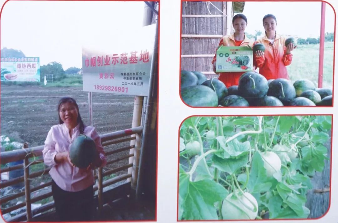金樱子种植技术和管理_金樱子种植技术视频_种植金樱子前景怎么样