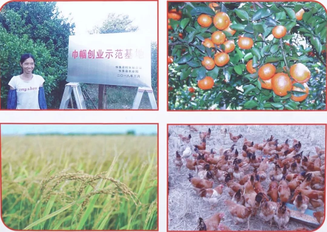 金樱子种植技术和管理_种植金樱子前景怎么样_金樱子种植技术视频