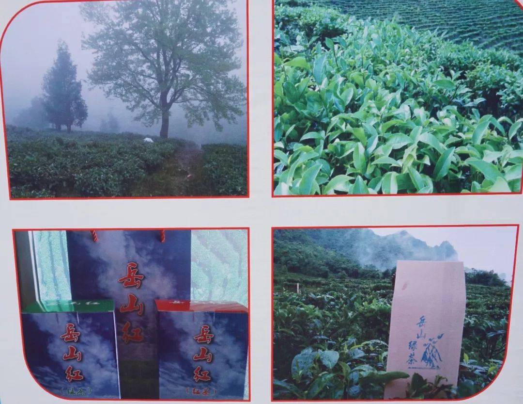 金樱子种植技术和管理_金樱子种植技术视频_种植金樱子前景怎么样