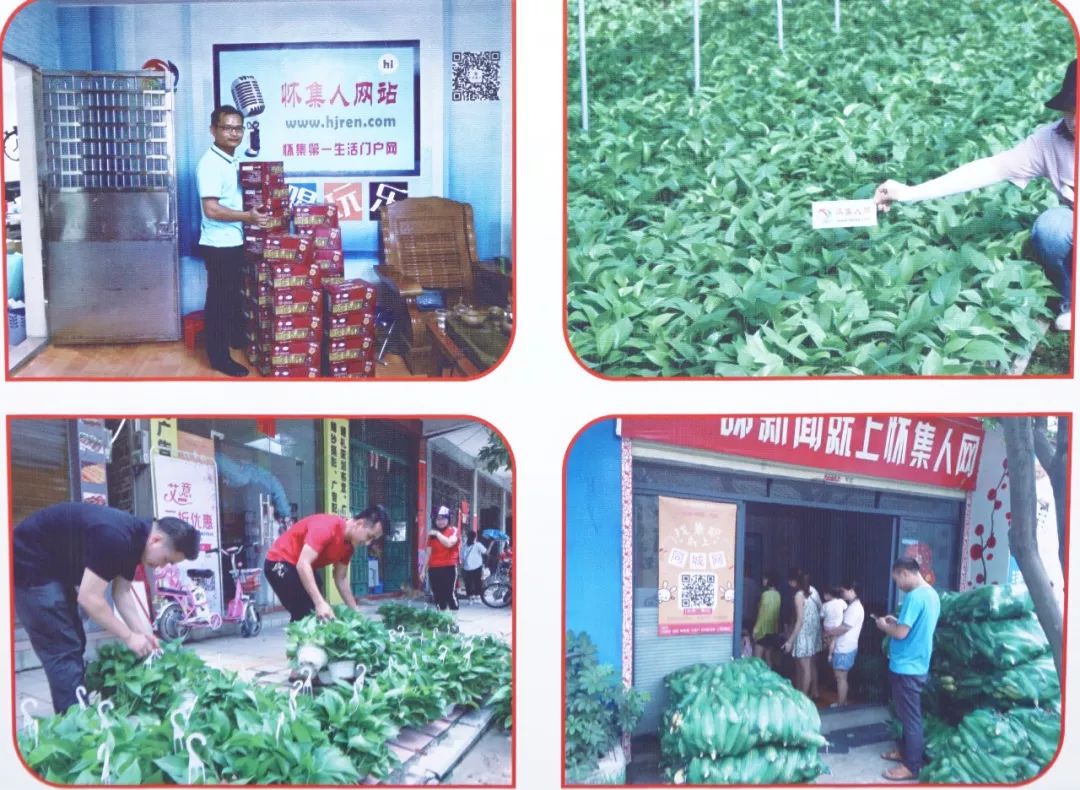 金樱子种植技术视频_金樱子种植技术和管理_种植金樱子前景怎么样