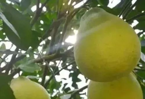金樱子种植技术和管理_金樱子种植技术视频_种植金樱子前景怎么样