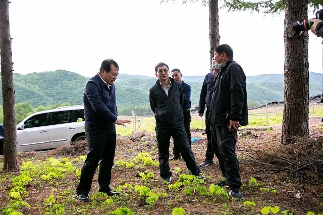金樱子种植技术和管理_金樱子种植技术视频_金樱子种植技术与管理及效益