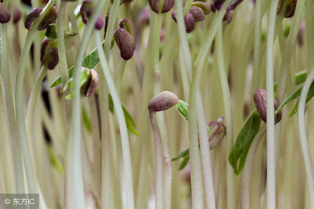 菜芽种植_芽莱种植技术_菜芽苗怎么做好吃