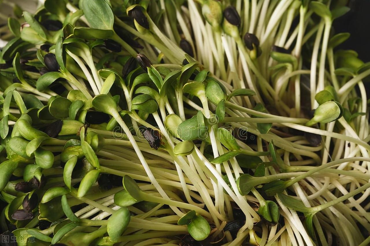 菜芽种植_芽莱种植技术_芽莱种植技术资料