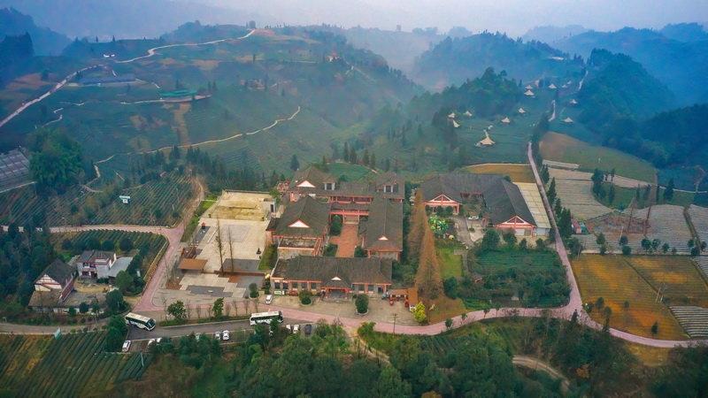 茶叶养殖致富经_茶叶致富带头人_茶叶养猪致富经