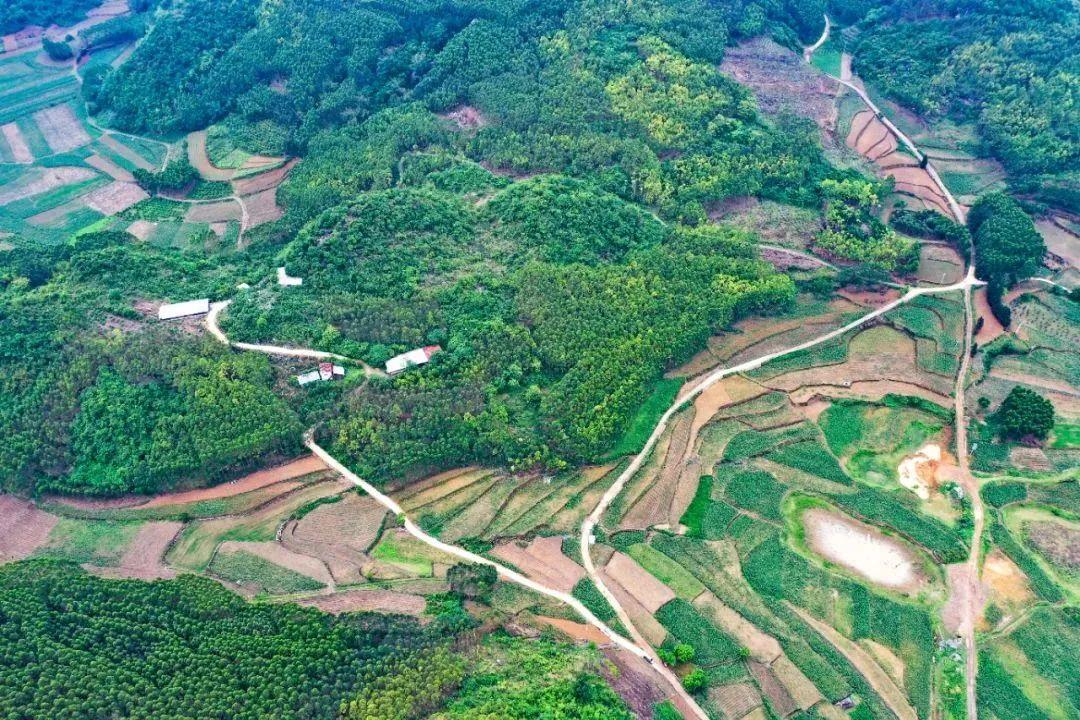 致富经山林放养猪视频_致富经散养山猪_致富经深山养野猪