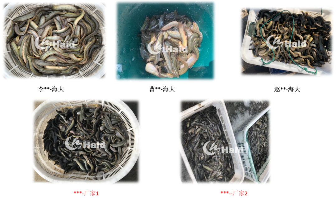 花鳅的养殖技术_花泥鳅养殖技术视频_中华花鳅人工养殖