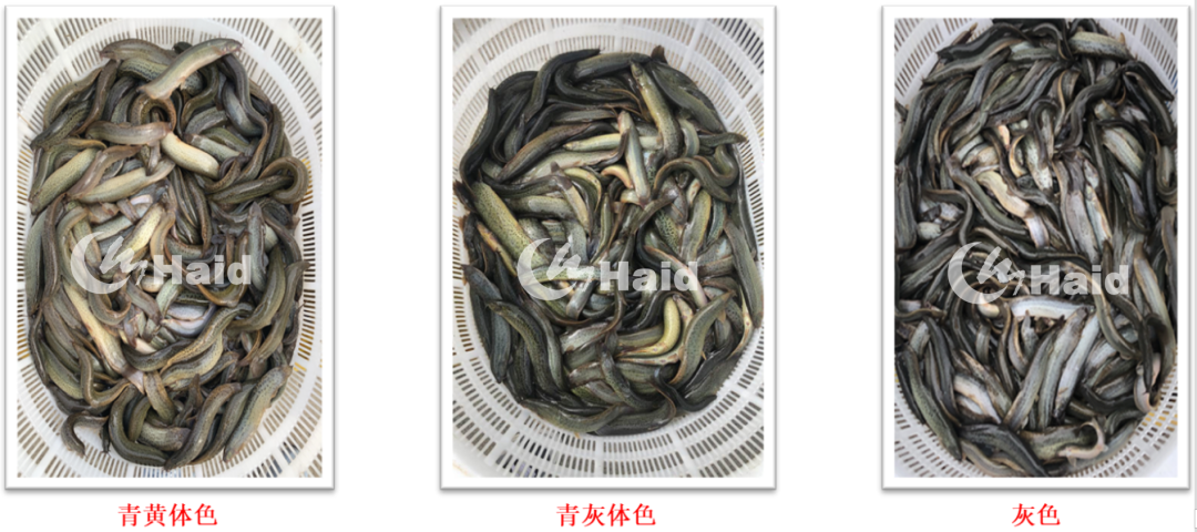 花鳅的养殖技术_花泥鳅养殖技术视频_中华花鳅人工养殖