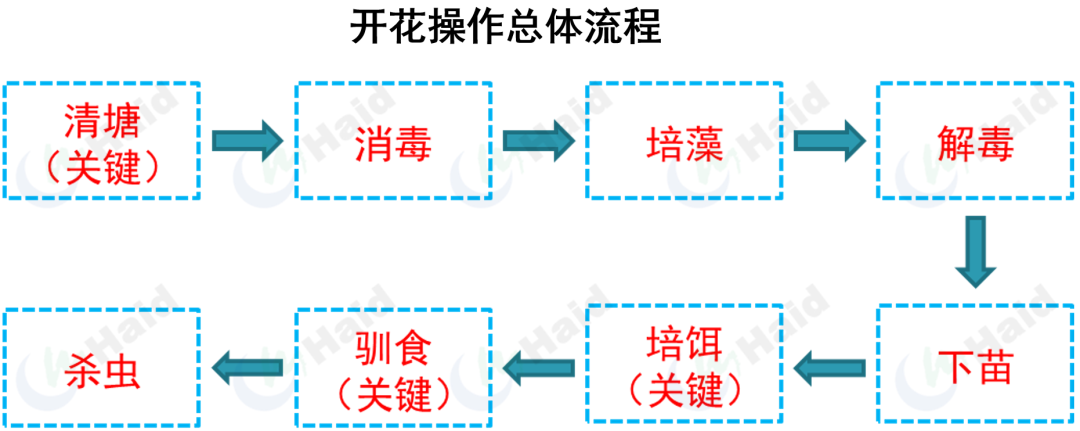 花鳅的养殖技术_中华花鳅人工养殖_花泥鳅养殖技术视频