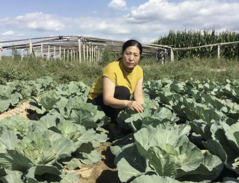 致富经西瓜种植全视频_西瓜种植致富技术_致富经种西瓜致富的事