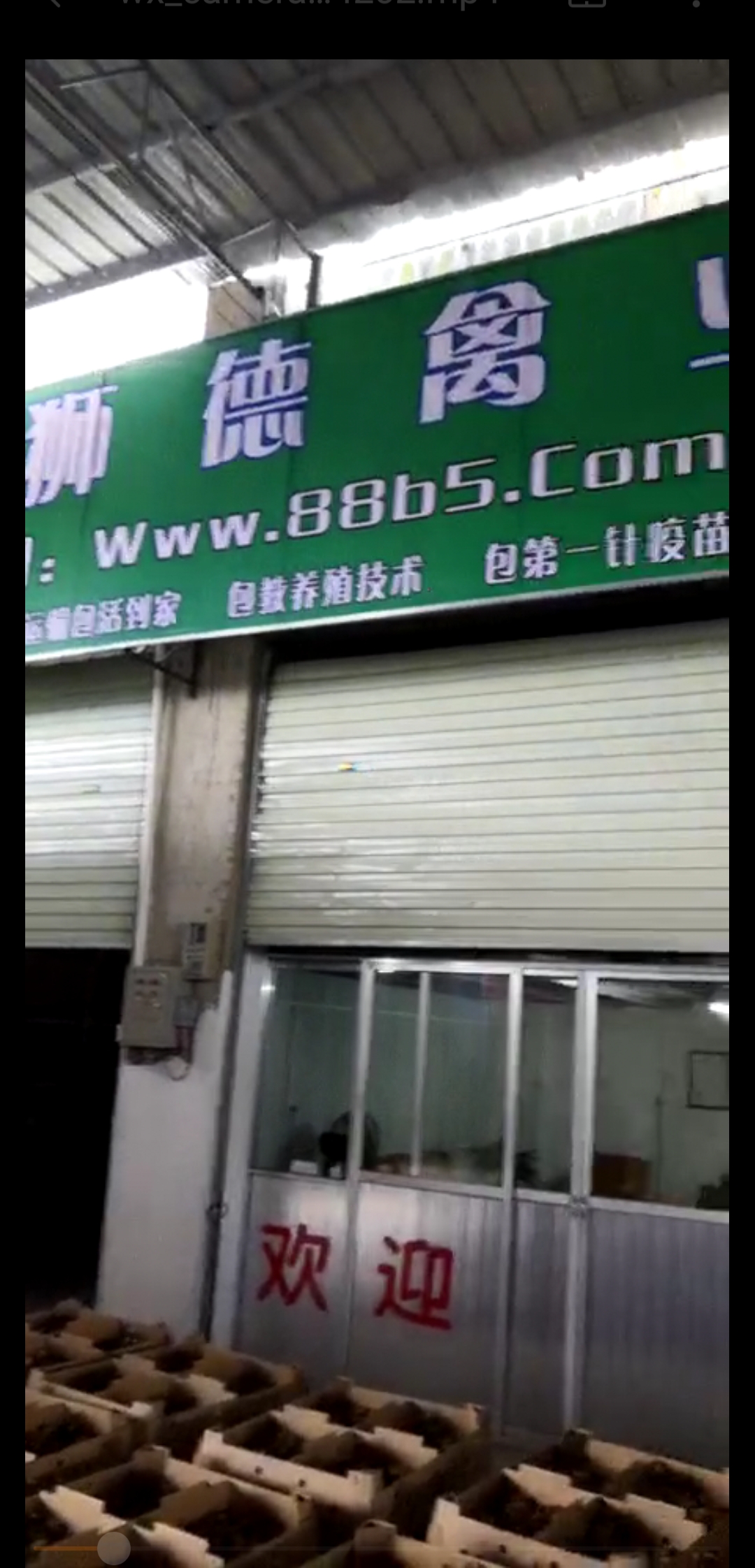 养殖）宁德柘荣鸡苗+孵化基地欢迎您
