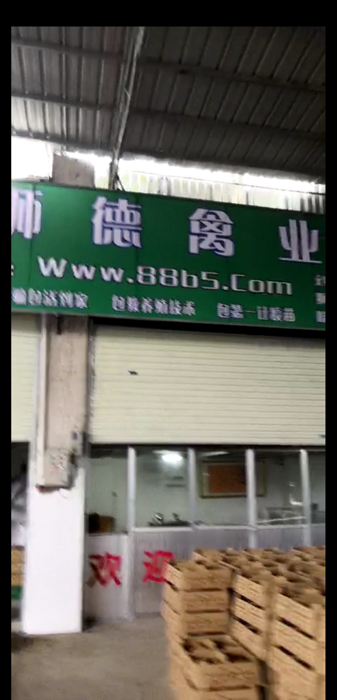 养殖）宁德柘荣鸡苗+孵化基地欢迎您