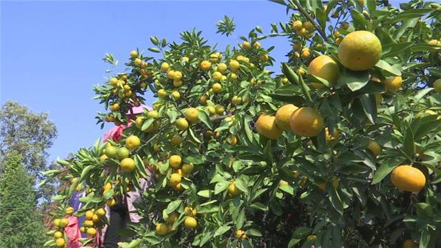 荆州摘橘子的地方_湖北荆州桔子好吗_荆州种植桔子致富