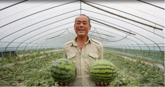 致富西瓜种植技术与管理_致富经西瓜种植全视频_西瓜种植致富技术