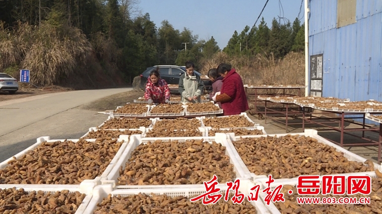 1.20聂市黄精005_副本.jpg