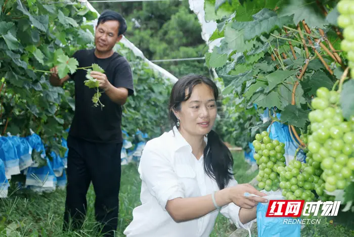 湖南宁远：女青年返乡种葡萄 串起致富路