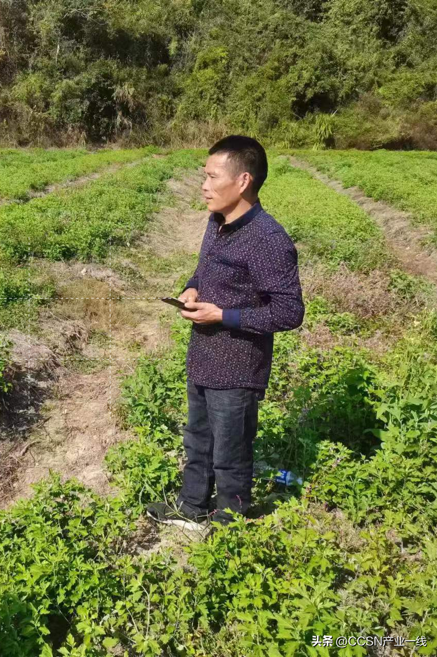 黄山新农人，致富不忘乡亲，用小艾草为二十大献礼