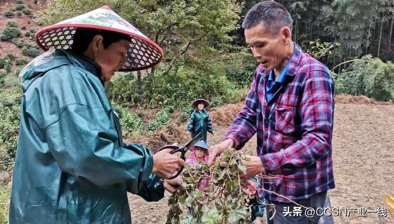 安徽黄山适合种什么水果_适合黄山种植的农作物_黄山农村种植致富