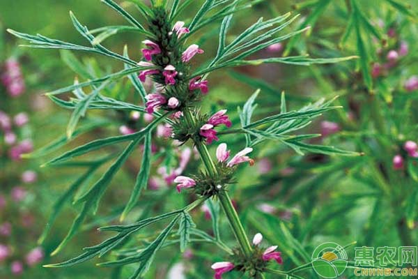野生苦瓜有什么药效_野生苦瓜种植技术要点_野生苦瓜怎样种植技术
