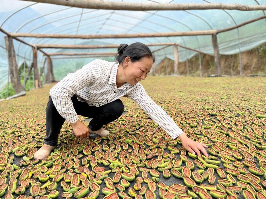 种植烟叶致富视频_视频致富种植烟叶怎么做_烟叶种植技术视频