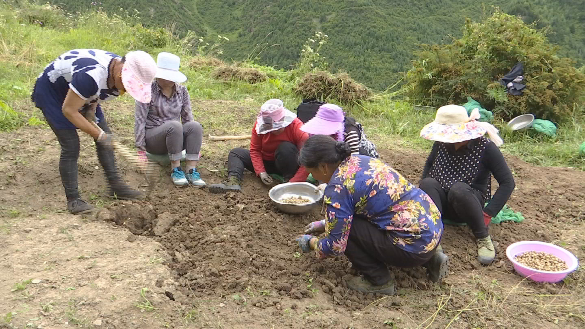 野生苦瓜种植技术要点_野生苦瓜怎样种植技术_野生苦瓜种植技术视频