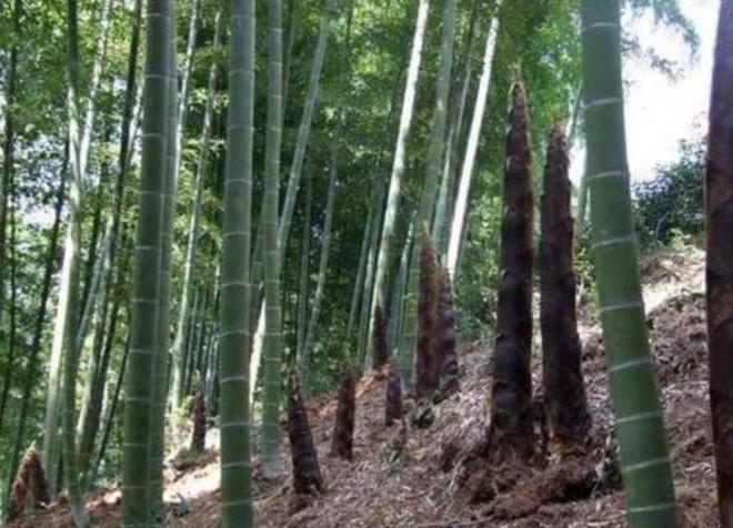 农村的竹子遍地都是，为何不利用来加工成商品，那不是更赚钱