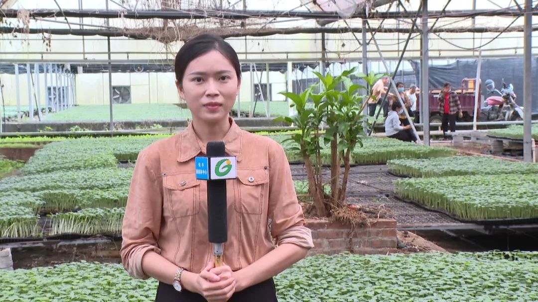 致富江西种植秋葵视频_秋葵种植基地_江西秋葵种植致富