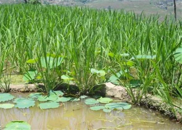 马蹄高产个大种植技术_马蹄高产种植技术大全图解_马蹄高产栽培技术
