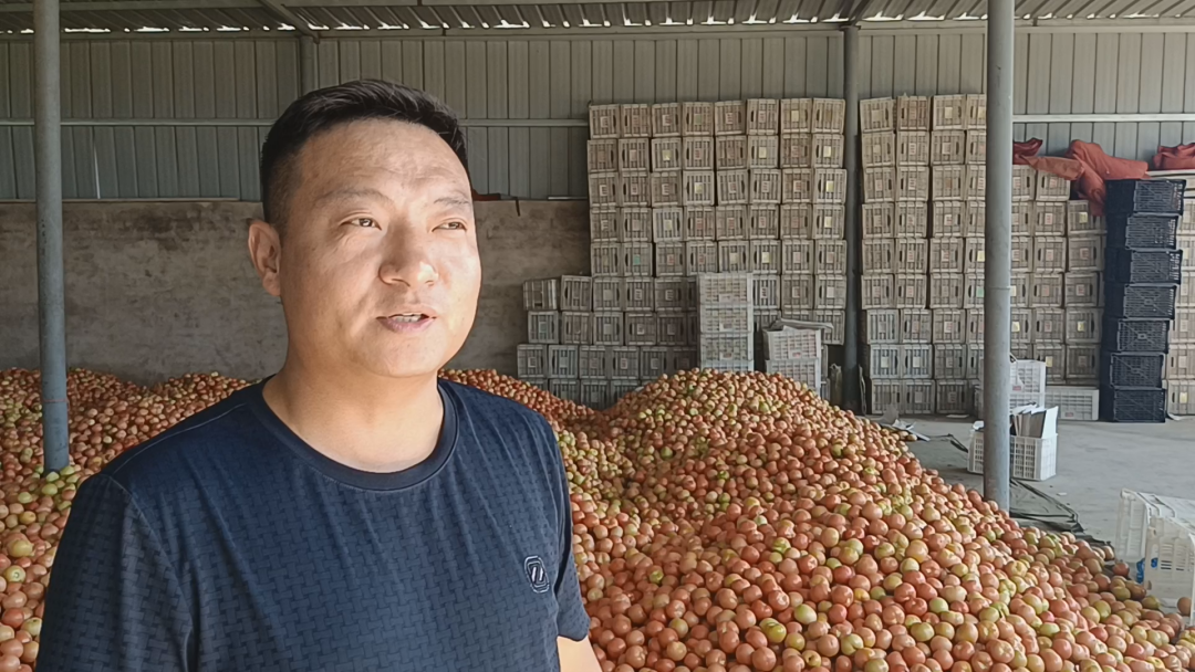 致富西红柿种植报道视频_西红柿种植技术交流群_种植西红柿致富报道