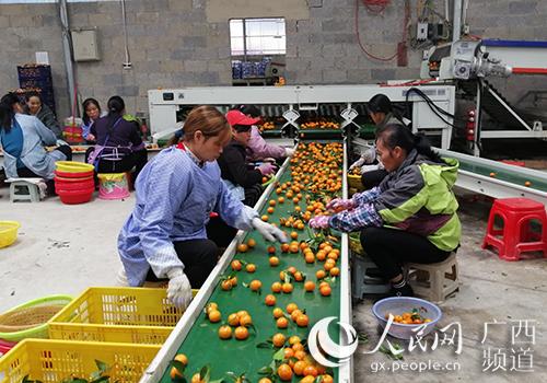 种砂糖橘赚钱吗_砂糖橘种植致富_砂糖橘种植成本